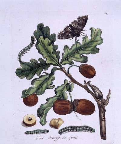 Egfrugt: agern, sommerfugle og larver af Unknown artist