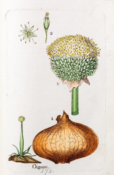 Løg af Unknown artist