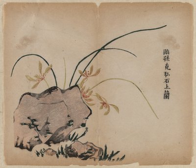 Orchid on Rocks af Unknown artist