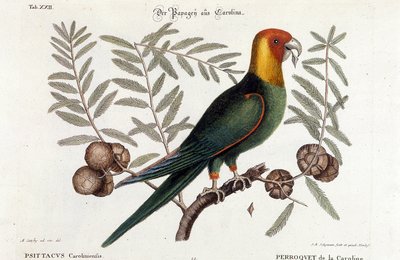 Ornitologi: Carolina papegøje. (Psittacus caroliniensis) af Unknown artist