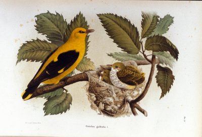 Ornitologi: en loriot i nærheden af sine ungers rede. af Unknown artist