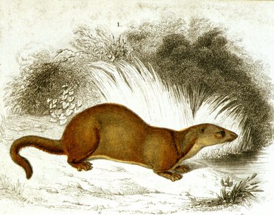 Otter - farvegravering. 1800-tals gravering. af Unknown artist