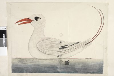 Side 100. Phaeton Red, Tailed Tropicbird Phaethon rubricauda, 1791-92 af Unknown artist