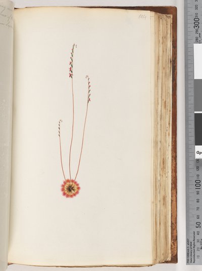 Page 104. Unidentified plantdani af Unknown artist