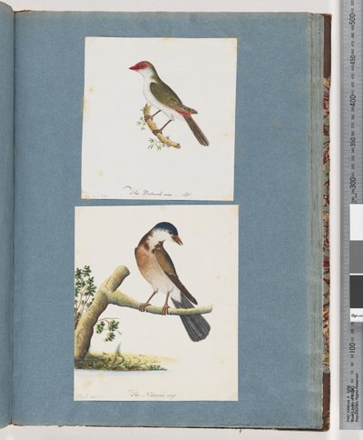 Side 105. Rødbrynet Finke. 106. Uidentificeret Fugl af Unknown artist