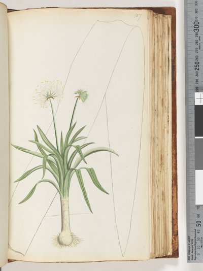 Side 107. Ingen inskription. Uidentificeret plante af Unknown artist