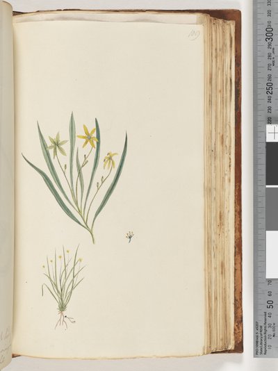 Side 109. Ingen inskription. Uidentificeret plante af Unknown artist