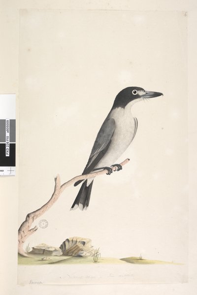 Side 10. Vanga. nederst i midten i forskellig hånd Naturlig størrelse, iris tvivlsom Grå slagterfugl Cracticus torquatus han, 1791-92 af Unknown artist