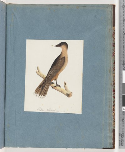 Page 110. Unidentified Birddani af Unknown artist