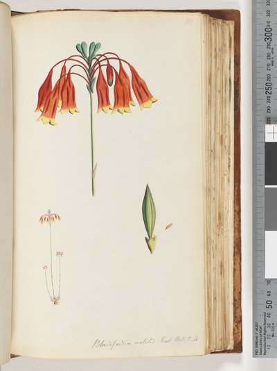 Side 111. Blandfordia nobilis Exot. Bot. t. 4. Juleklokke af Unknown artist