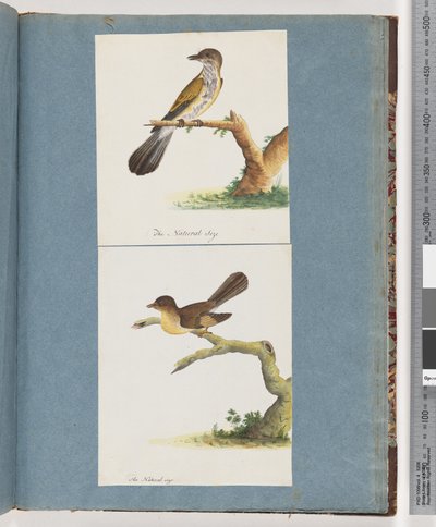 Page 111. Unidentified Bird. 112. Unidentified Bird.dani af Unknown artist