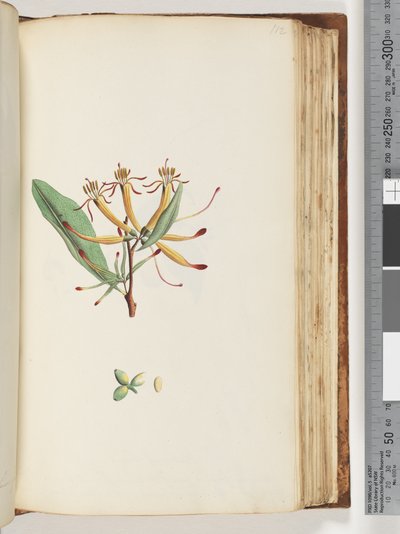 Side 112. Uidentificeret plante af Unknown artist