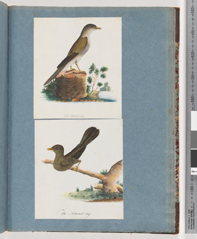 Side 115. Uidentificeret fugl. 116. Klokke, minearbejder af Unknown artist