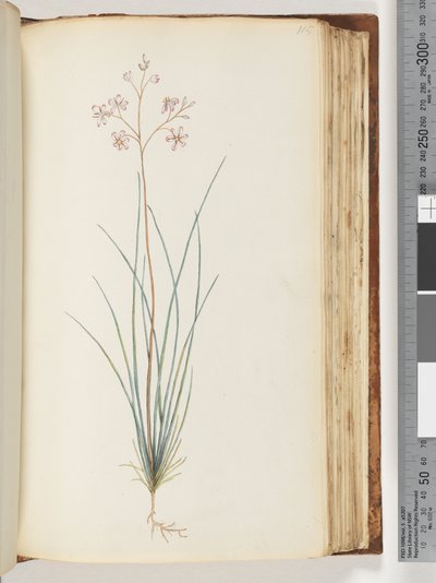 Side 115. Uidentificeret plante af Unknown artist