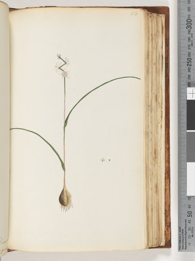 Side 116. Uidentificeret plante af Unknown artist