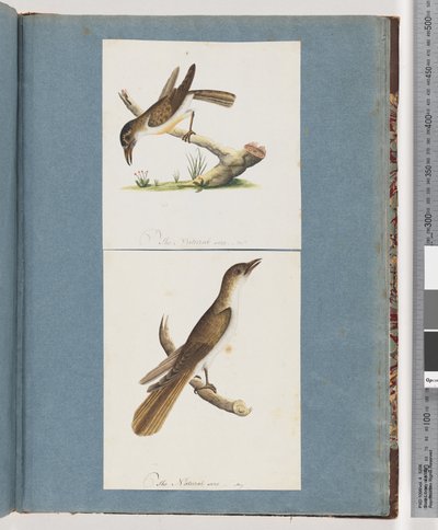 Page 117. Unidentified Bird. 118. Unidentified Birddani af Unknown artist