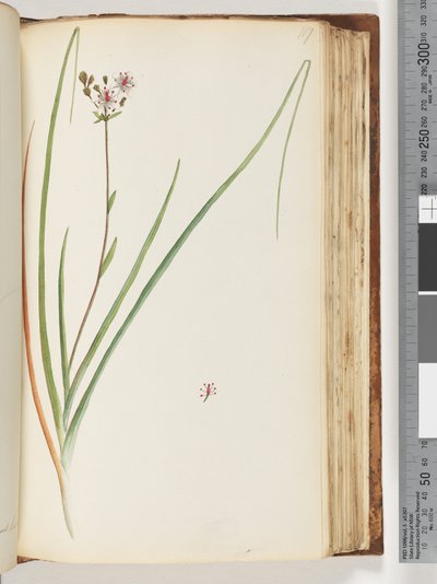 Side 117. Uidentificeret plante af Unknown artist