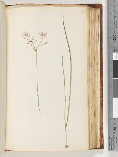 Page 118. Unidentified plant dani af Unknown artist