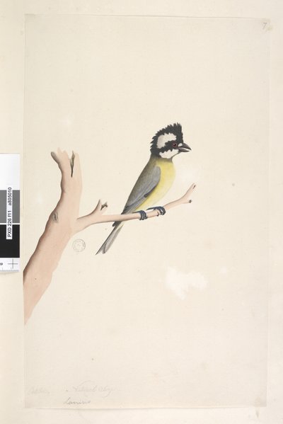 Side 11. Lanius. ovenstående titel i anden hånd oktober. Naturlig størrelse tomsko, mejse Falcunculus frontatus, 1791-92 af Unknown artist