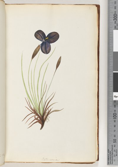 Page 11. Pattersoniadani af Unknown artist