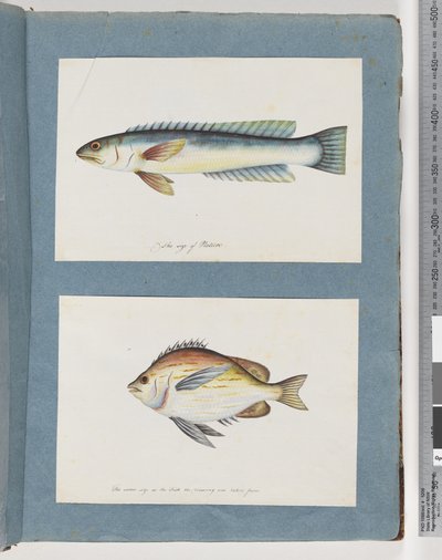 Side 11. Uidentificeret fisk. 12. Uidentificeret fisk af Unknown artist