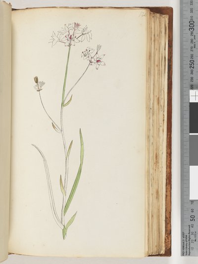 Side 120. Ingen inskription, ufærdig tegning, uidentificeret plante af Unknown artist