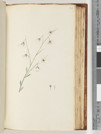 Side 121. Uidentificeret plante af Unknown artist