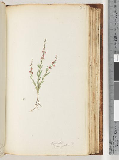 Page 122. Baeckea densifolia, possiblydani af Unknown artist