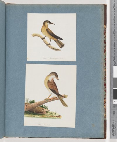 Page 125. Unidentified Bird. 126. Unidentified Birddani af Unknown artist