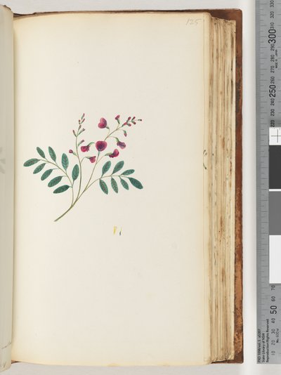 Side 125. Uidentificeret plante af Unknown artist