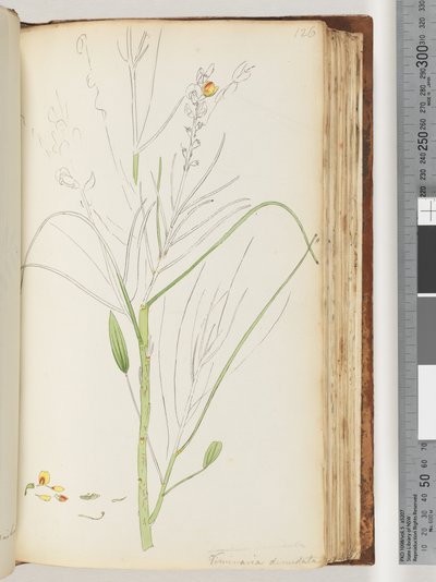 Page 126. Unfinished drawing of Viminaria denudatadani af Unknown artist