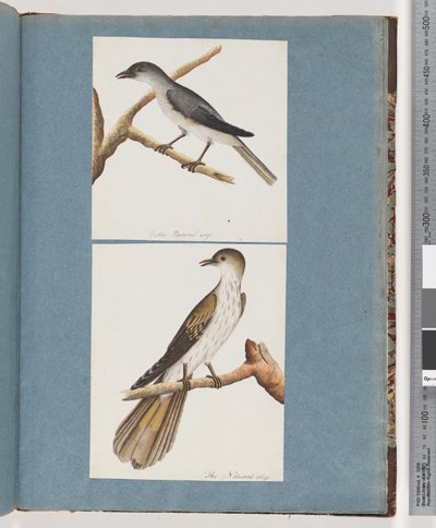 Page 127. Unidentified Bird. 128. Unidentified Birddani af Unknown artist