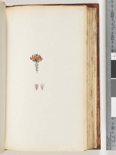 Page 128. Unidentified plantdani af Unknown artist