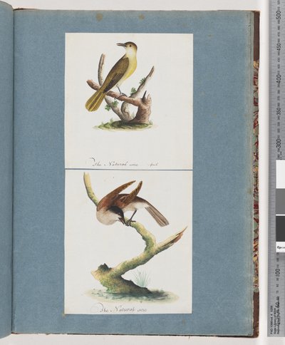 Side 129. Uidentificeret fugl. 130. Uidentificeret Fugl af Unknown artist