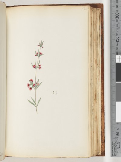 Side 130. Uidentificeret plante af Unknown artist