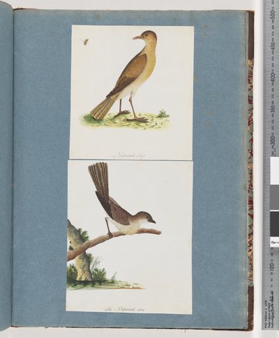 Page 131. Unidentified Bird. 132. Unidentified Birddani af Unknown artist