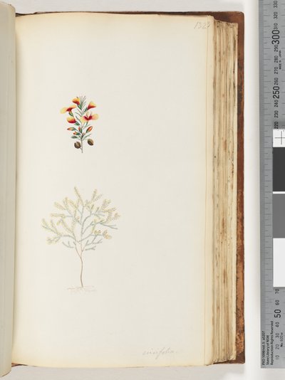 Side 132. Ericifolia af Unknown artist