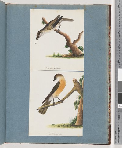 Side 133. Uidentificeret fugl. 134. Uidentificeret Fugl af Unknown artist