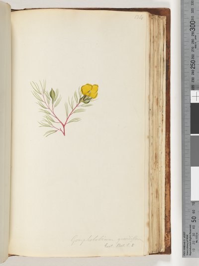 Side 134. Gompholobium grandiflorum / Exot. Bot. t. 5 af Unknown artist