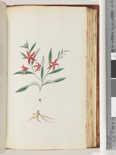 Page 137. Unidentified plantdani af Unknown artist