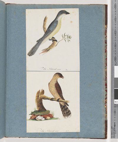 Side 138. Uidentificeret fugl. 139. Uidentificeret Fugl af Unknown artist