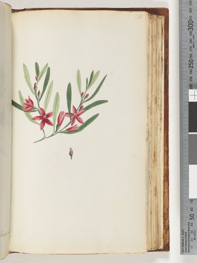 Page 138. Unnamed flowering plant and insectdani af Unknown artist