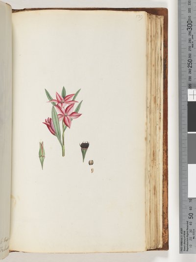 Side 139. Unavngiven blomstrende plante af Unknown artist