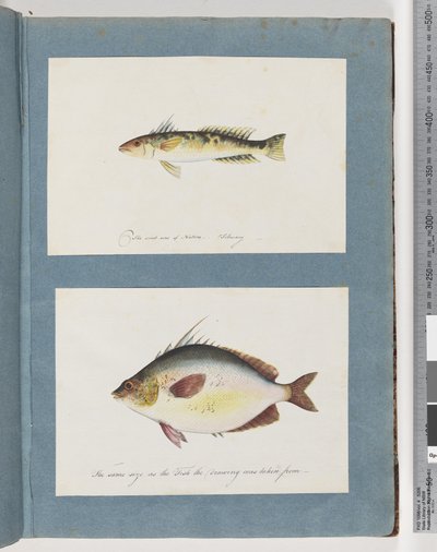 Side 13. Uidentificeret fisk. 14. Uidentificeret fisk af Unknown artist
