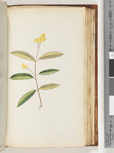 Side 140. Uidentificeret blomst, oktober 1794 af Unknown artist