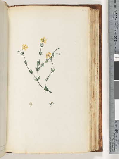 Page 141. Unidentified plantdani af Unknown artist