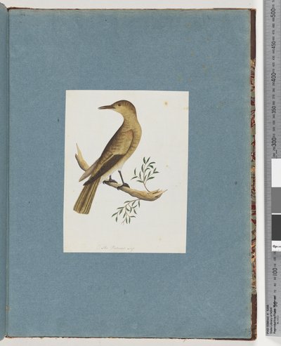 Page 144. Unidentified Birddani af Unknown artist