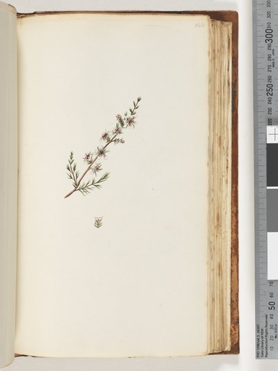 Side 144. Uidentificeret plante af Unknown artist