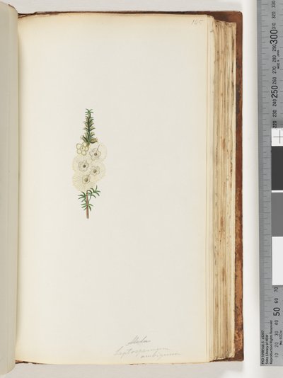 Side 145. Alela / Leptospermum ambiguum af Unknown artist