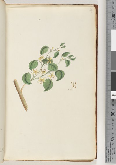 Page 14. Unidentified plantdani af Unknown artist